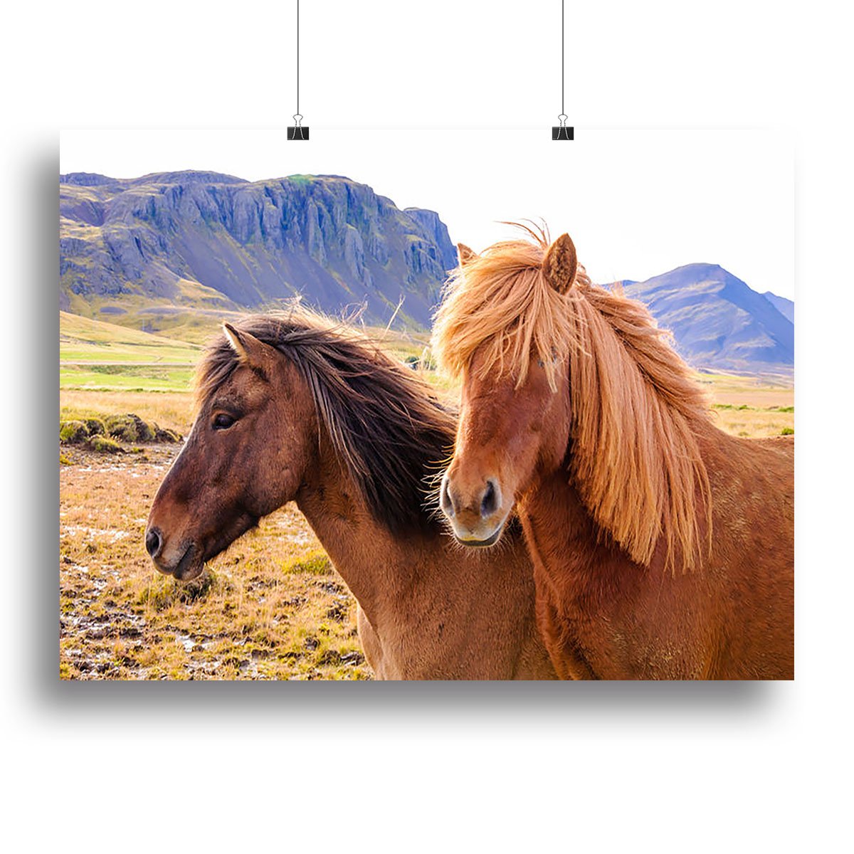 Icelandic Horses Canvas Print or Poster