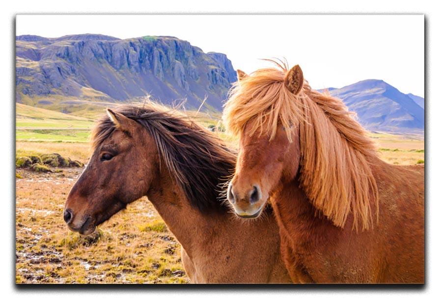 Icelandic horses Canvas Print or Poster - Canvas Art Rocks - 1