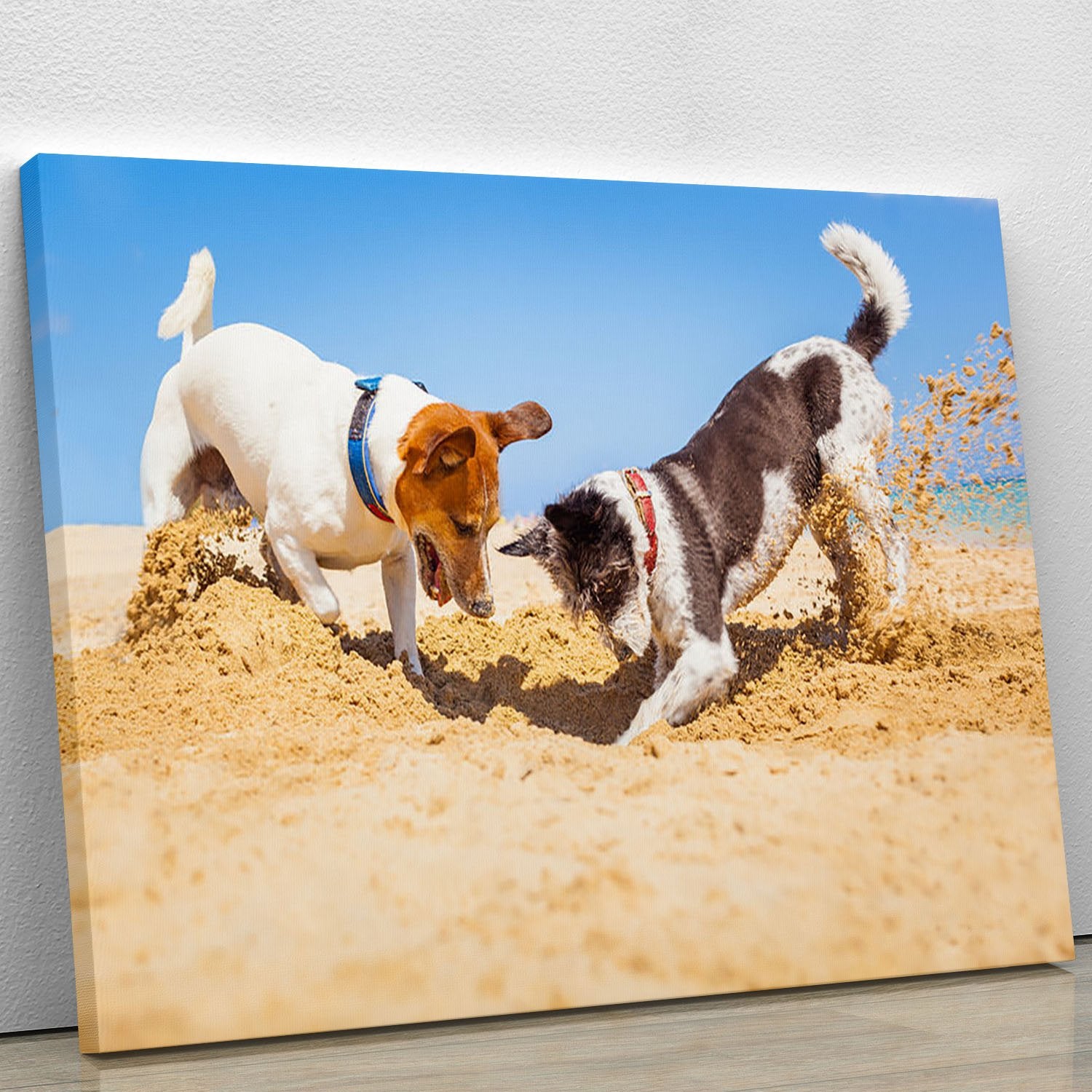 Jack russell couple of dogs digging a hole Canvas Print or Poster