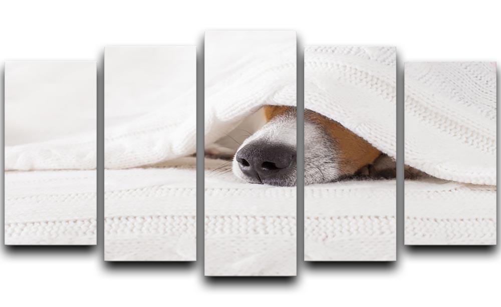 Jack russell dog sleeping under the blanket 5 Split Panel Canvas - Canvas Art Rocks - 1
