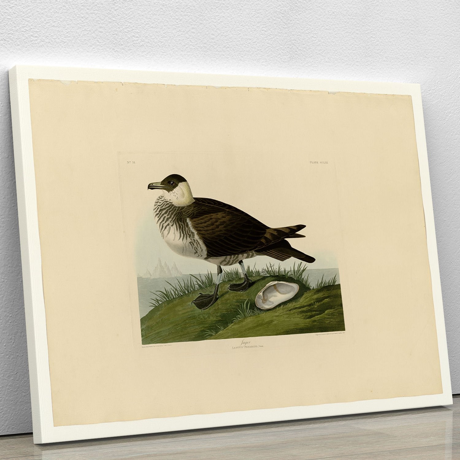 Jager by Audubon Canvas Print or Poster