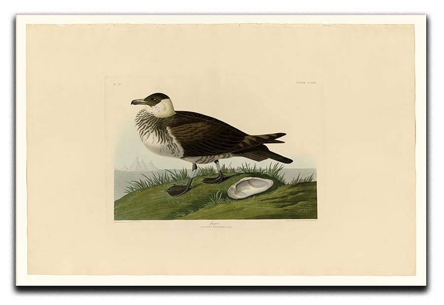 Jager by Audubon Canvas Print or Poster - Canvas Art Rocks - 1