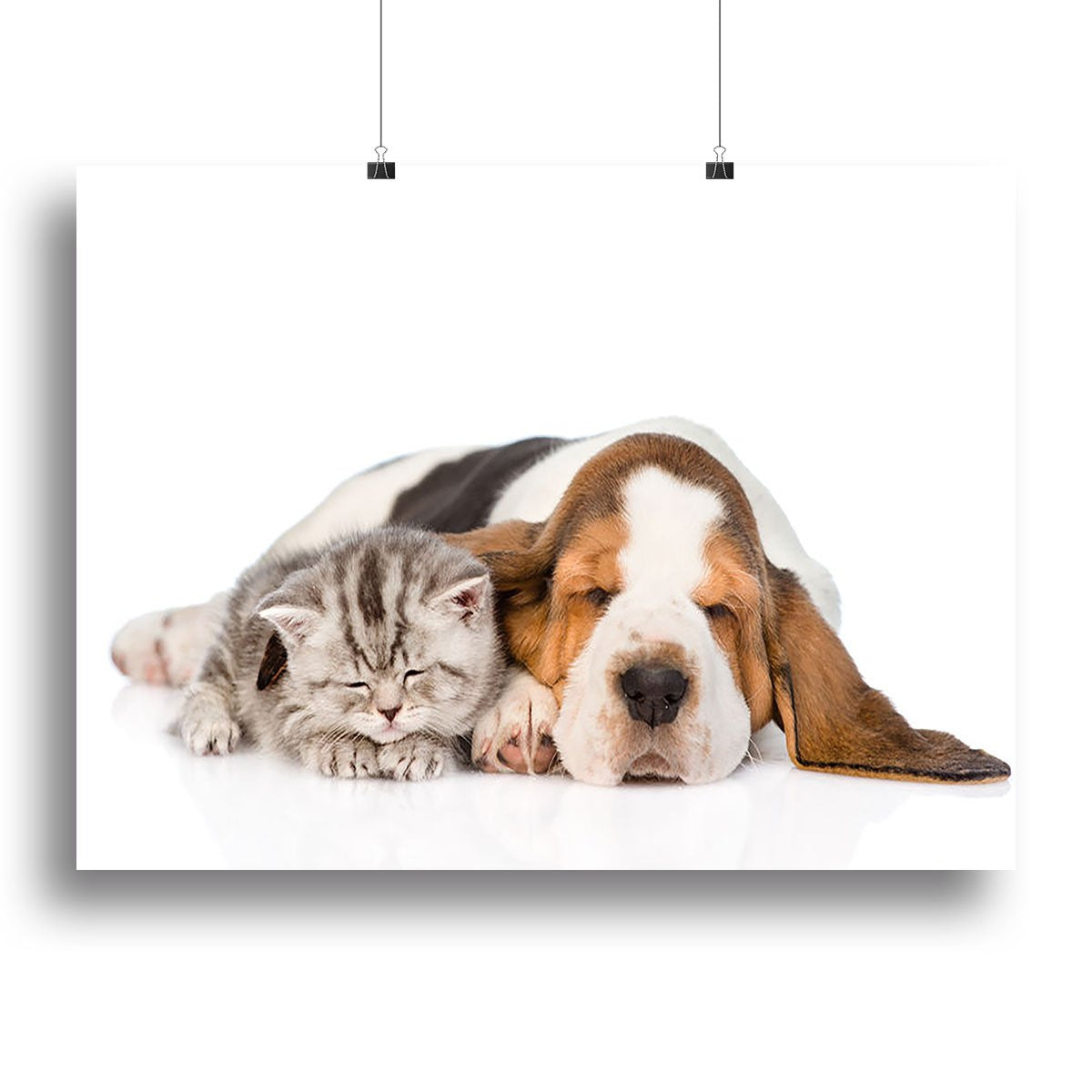 Kitten and puppy sleeping together. isolated on white background Canvas Print or Poster