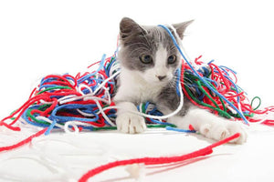 Kitten playing with yarn Wall Mural Wallpaper - Canvas Art Rocks - 1