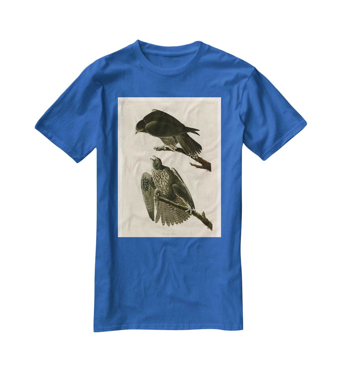 Labrador Falcon by Audubon T-Shirt - Canvas Art Rocks - 2