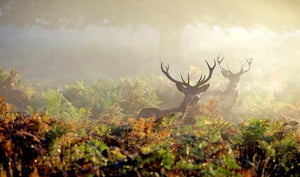 Large red deer stag in mist Wall Mural Wallpaper - Canvas Art Rocks - 1