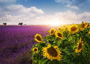 Lavender and sunflowers fields Wall Mural Wallpaper - Canvas Art Rocks - 1