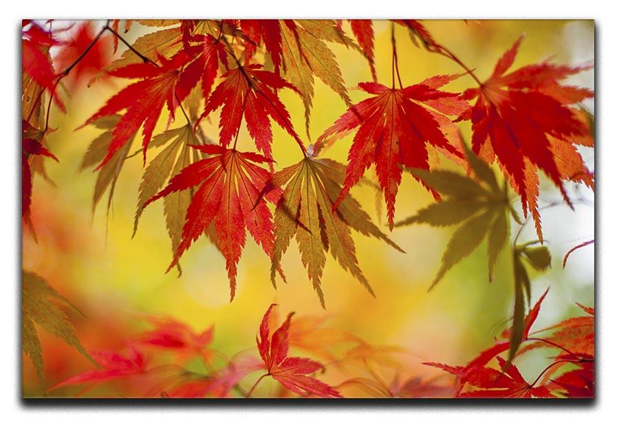 Leaf Patterns Canvas Print or Poster - Canvas Art Rocks - 1