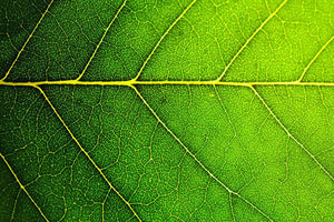 Leaf macro shot Wall Mural Wallpaper - Canvas Art Rocks - 1