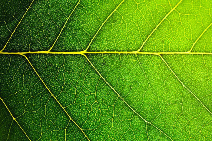 Leaf macro shot Wall Mural Wallpaper