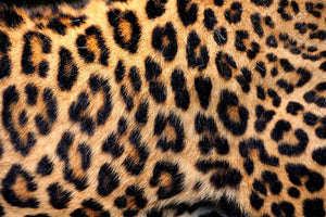 Leopard skin texture Wall Mural Wallpaper - Canvas Art Rocks - 1