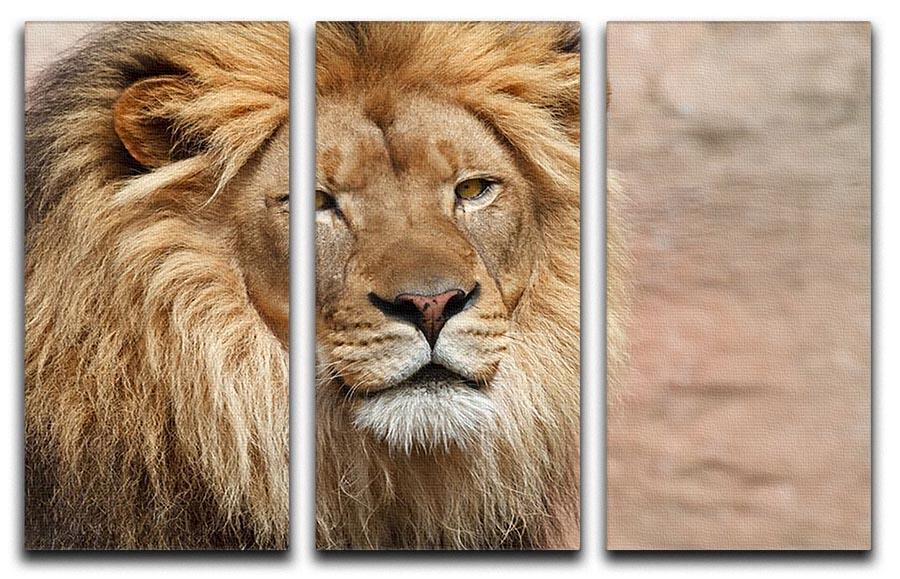 Lion 3 Split Panel Canvas Print - Canvas Art Rocks - 1