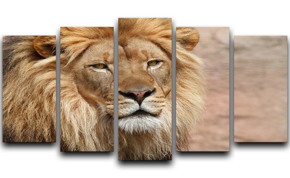 Lion 5 Split Panel Canvas - Canvas Art Rocks - 1