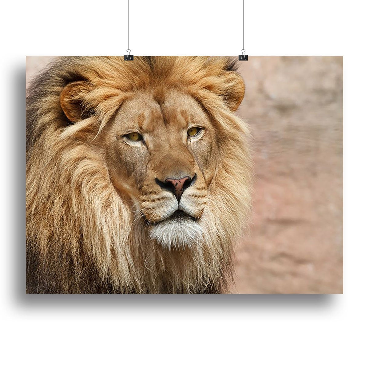 Lion Canvas Print or Poster