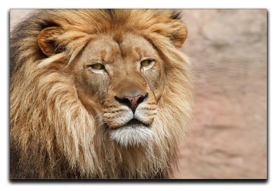 Lion Canvas Print or Poster - Canvas Art Rocks - 1