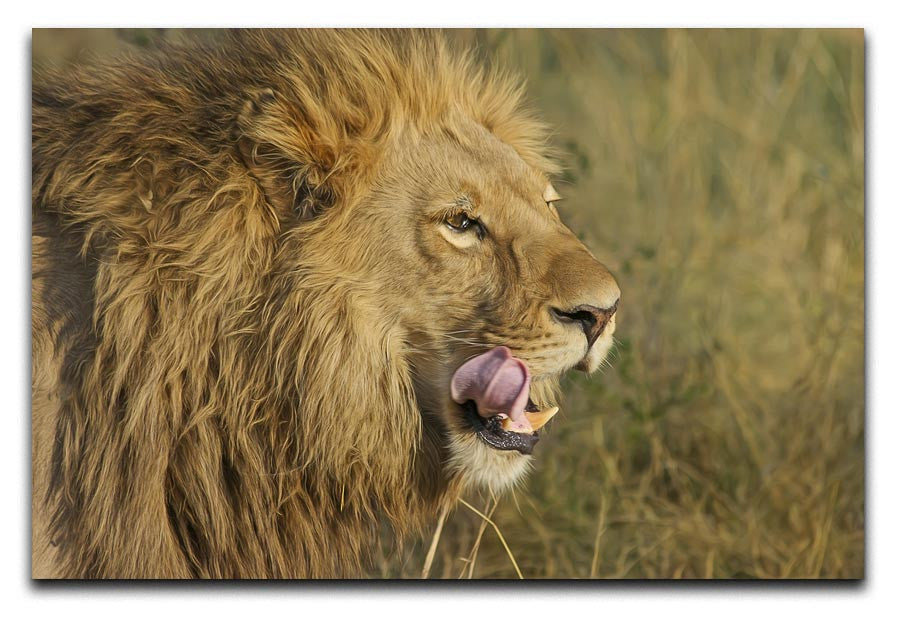 Lion Head Print - Canvas Art Rocks - 1