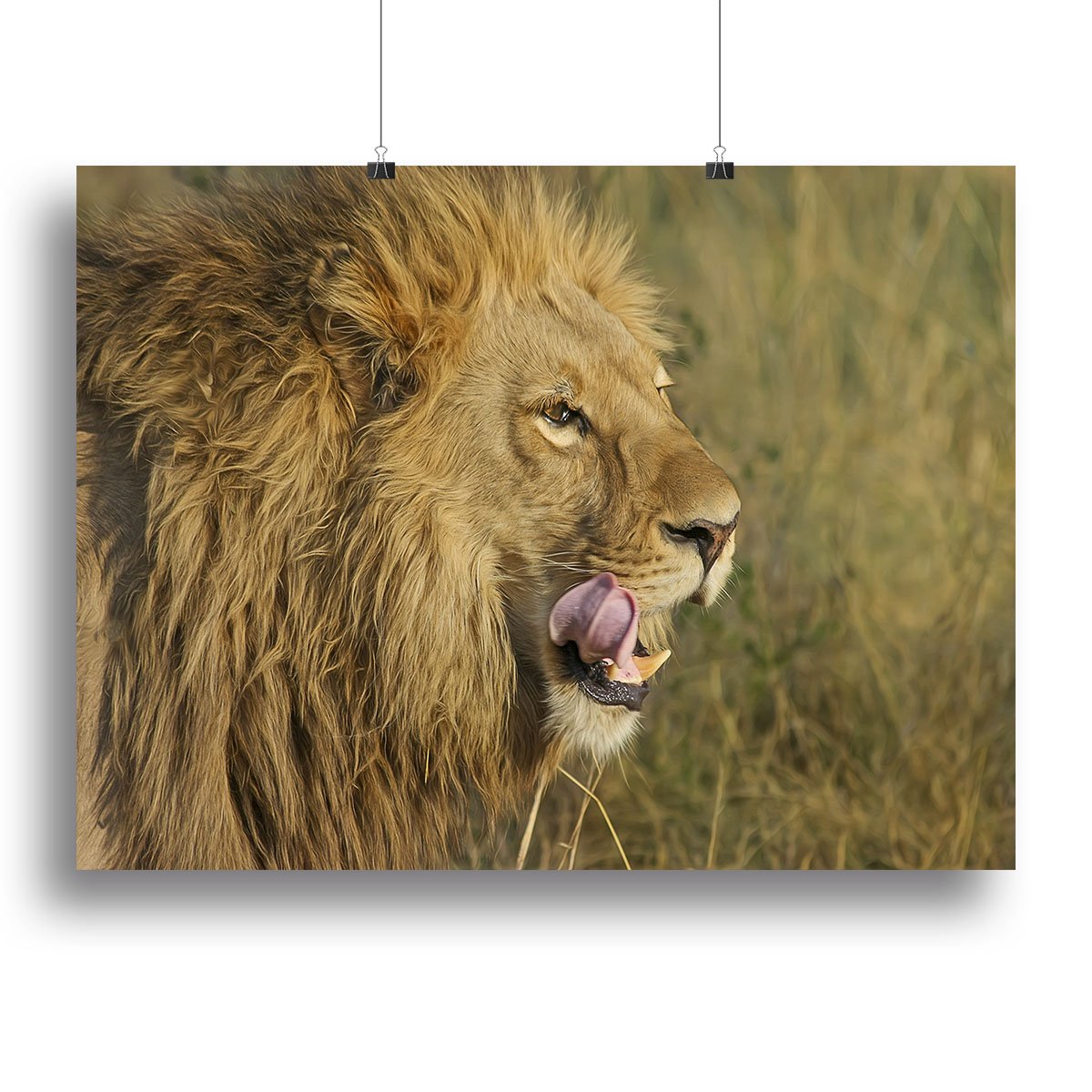 Lion Head Canvas Print or Poster