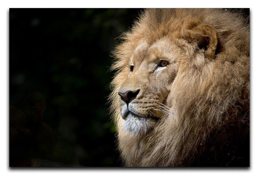 Lion Up Close Print - Canvas Art Rocks - 1