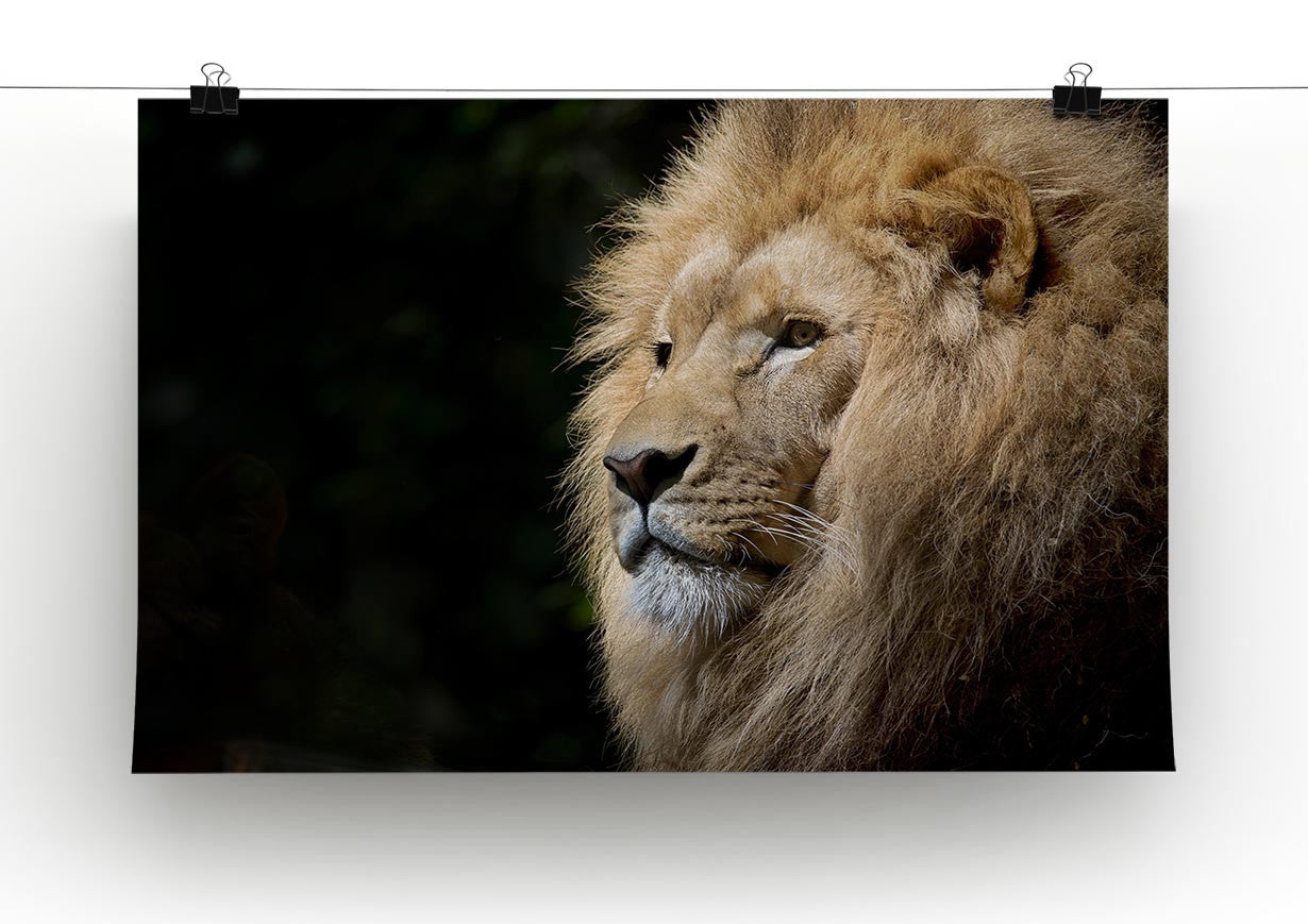 Lion Up Close Print - Canvas Art Rocks - 2