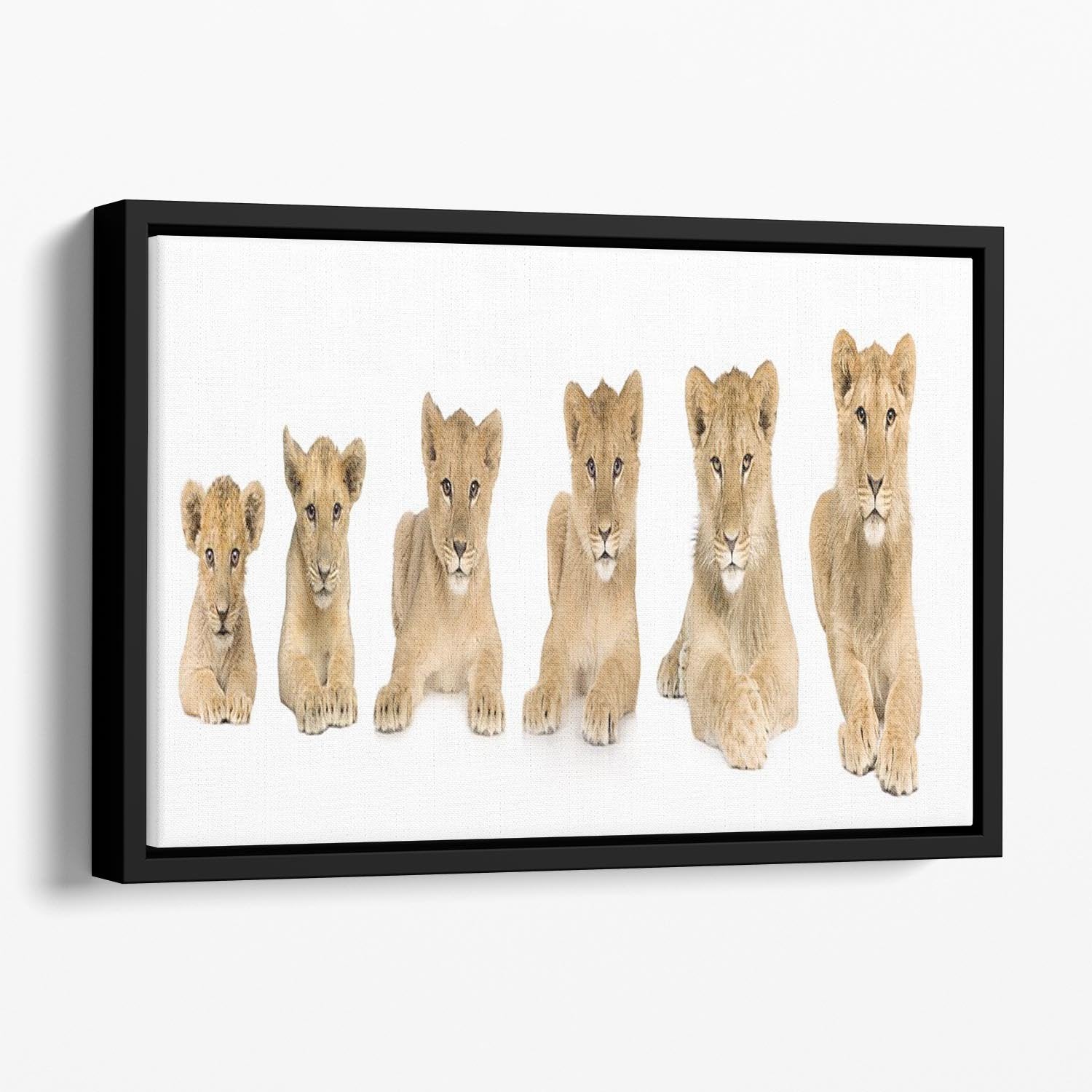 Lion cub growing Floating Framed Canvas - Canvas Art Rocks - 1