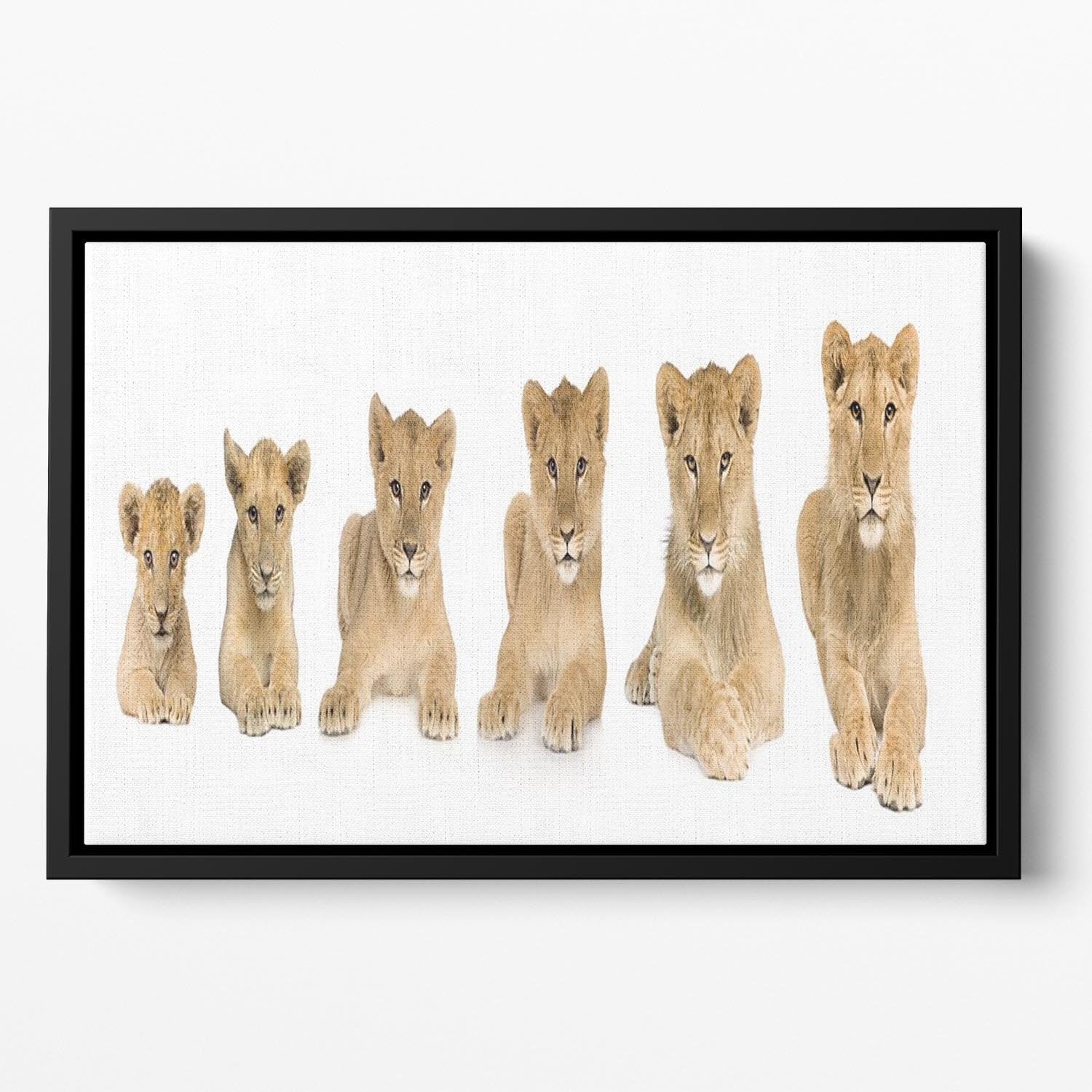 Lion cub growing Floating Framed Canvas - Canvas Art Rocks - 2