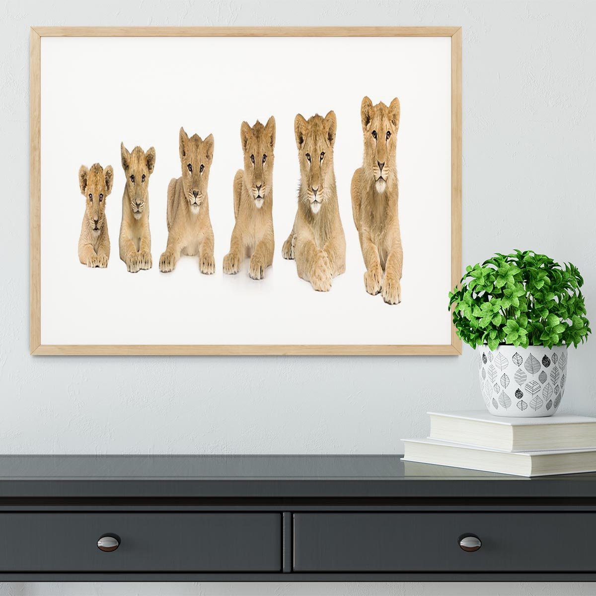 Lion cub growing Framed Print - Canvas Art Rocks - 3