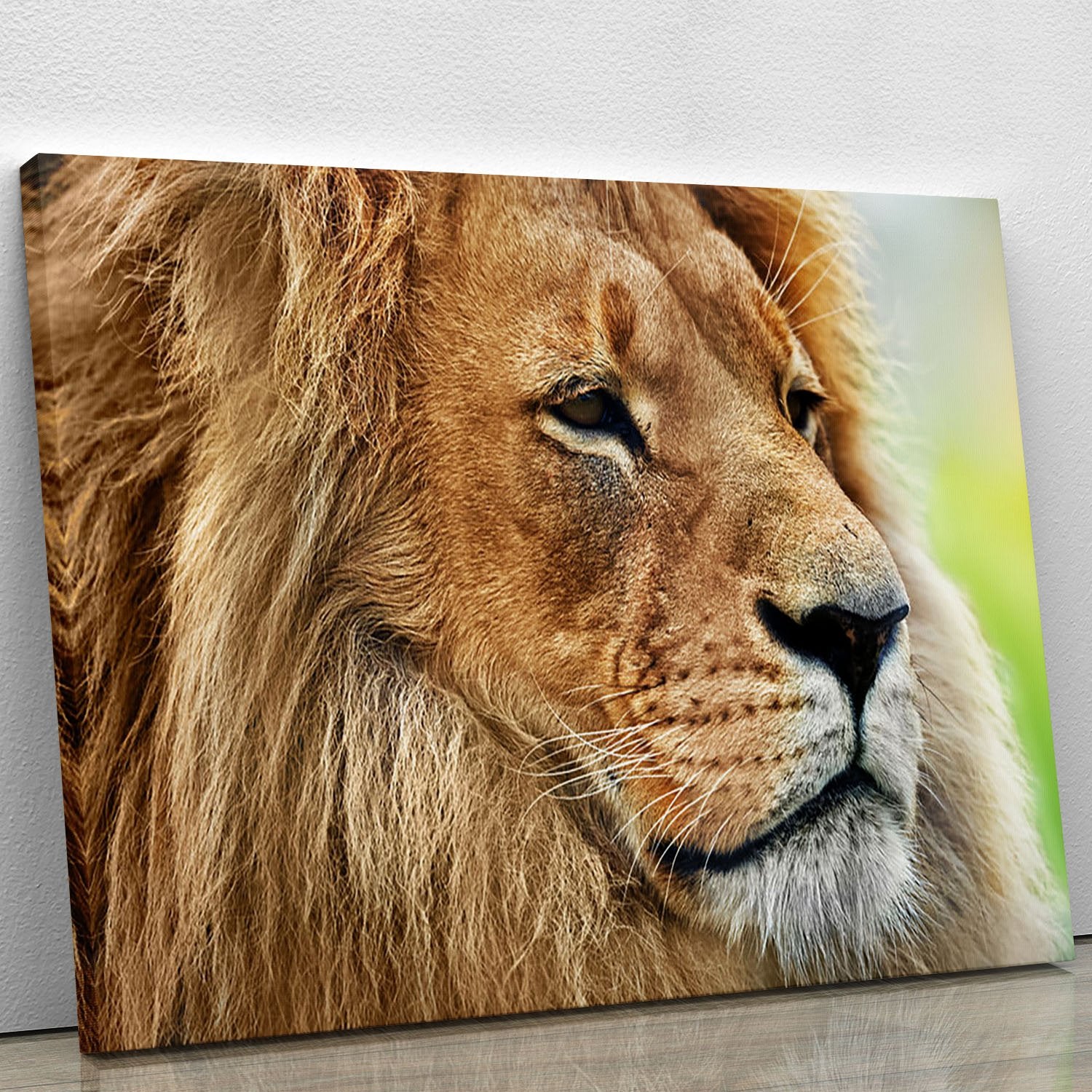 Lion portrait on savanna Canvas Print or Poster