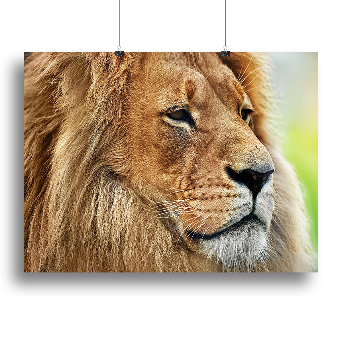 Lion portrait on savanna Canvas Print or Poster