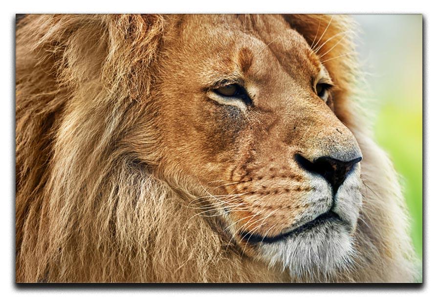 Lion portrait on savanna Canvas Print or Poster - Canvas Art Rocks - 1