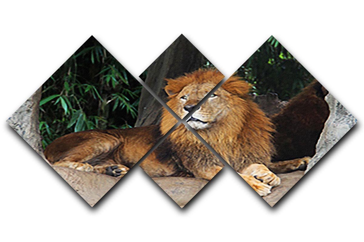 Lion resting on a tree 4 Square Multi Panel Canvas - Canvas Art Rocks - 1