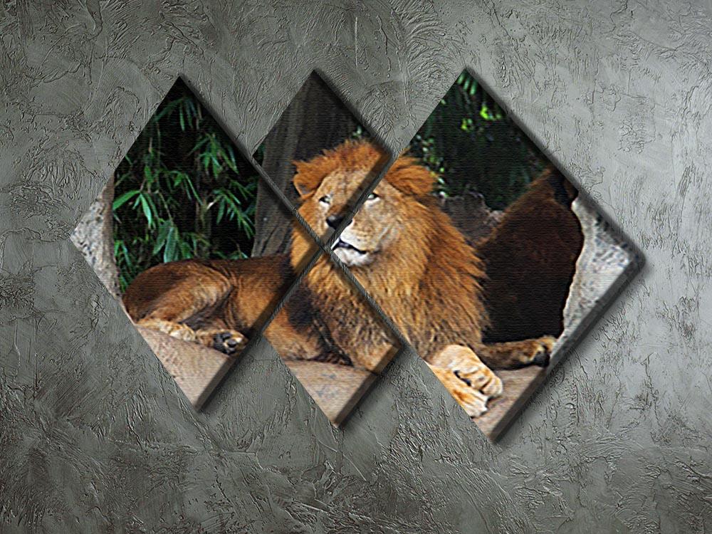 Lion resting on a tree 4 Square Multi Panel Canvas - Canvas Art Rocks - 2