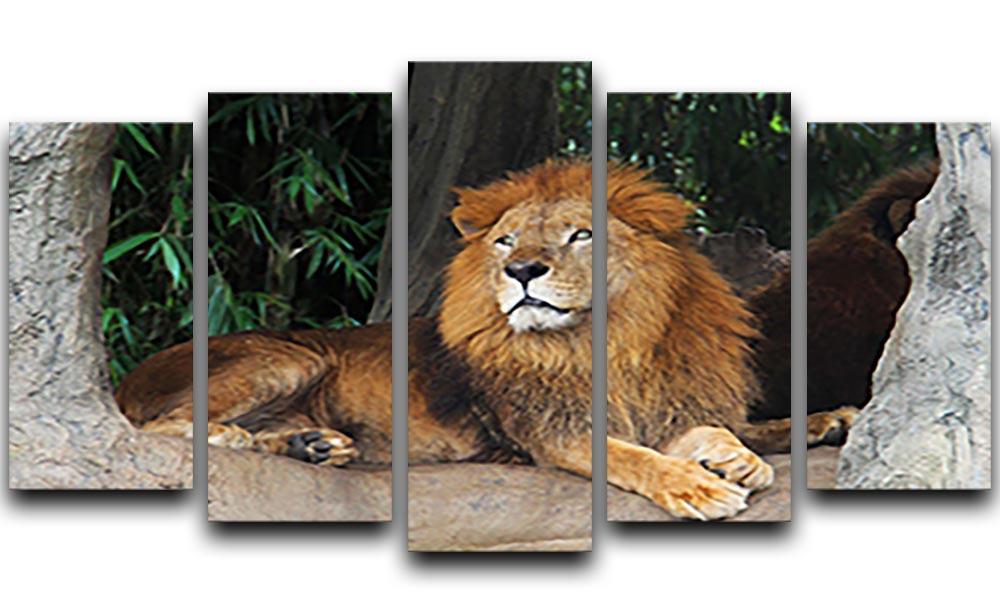 Lion resting on a tree 5 Split Panel Canvas - Canvas Art Rocks - 1