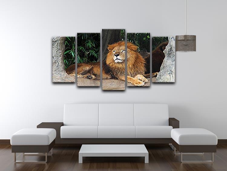 Lion resting on a tree 5 Split Panel Canvas - Canvas Art Rocks - 3