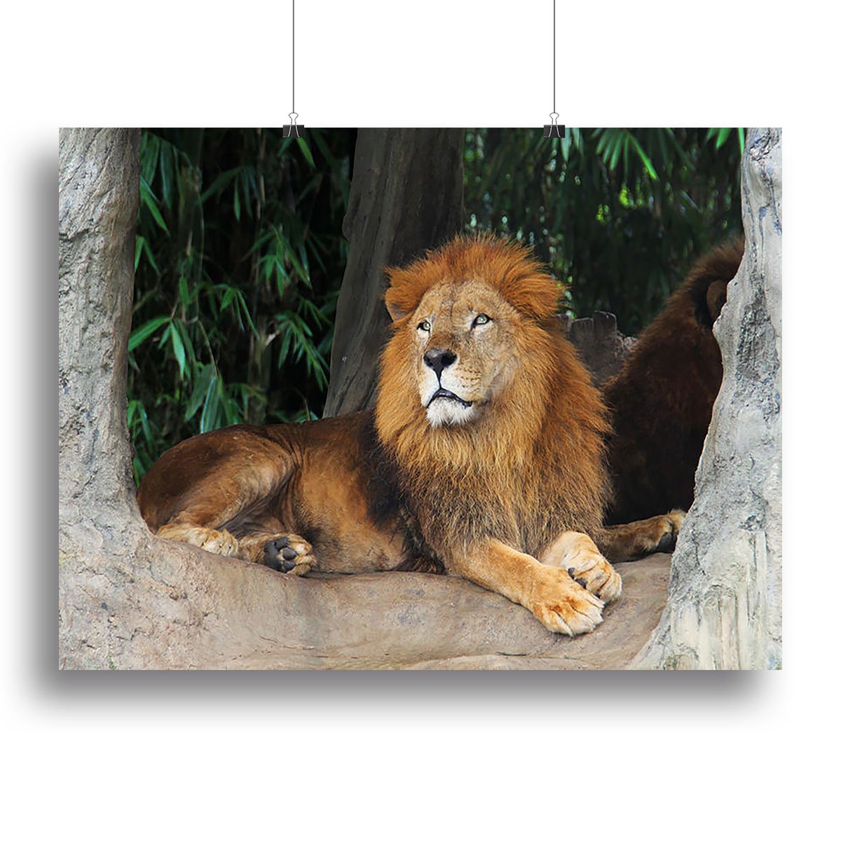 Lion resting on a tree Canvas Print or Poster