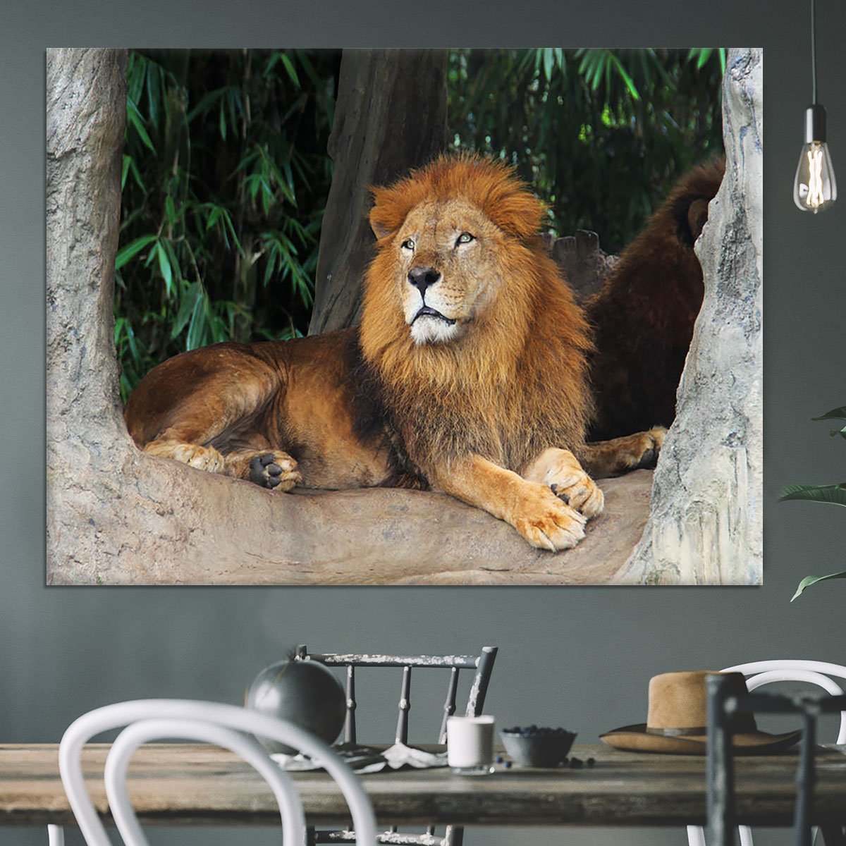 Lion resting on a tree Canvas Print or Poster