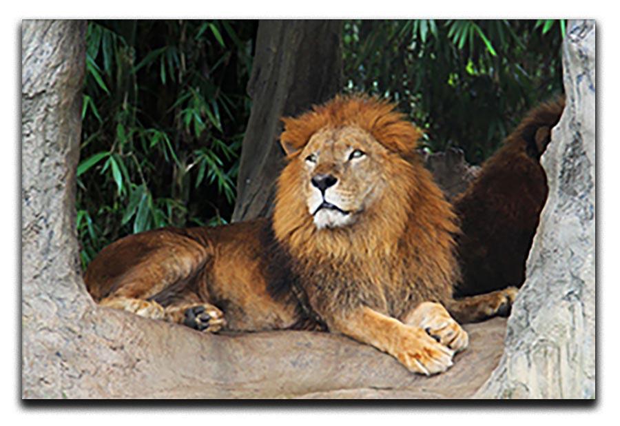 Lion resting on a tree Canvas Print or Poster - Canvas Art Rocks - 1