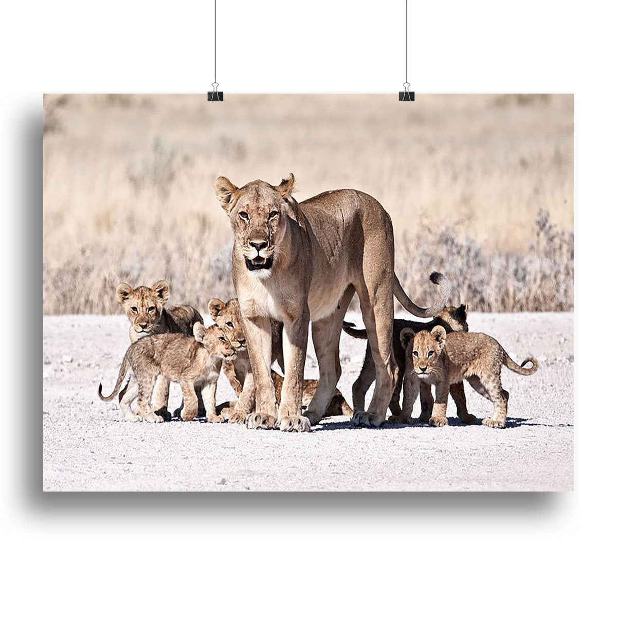 Lioness and cubs Canvas Print or Poster