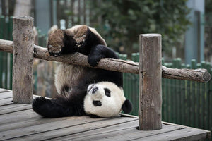 Little Panda Wall Mural Wallpaper - Canvas Art Rocks - 1