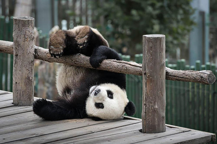 Little Panda Wall Mural Wallpaper