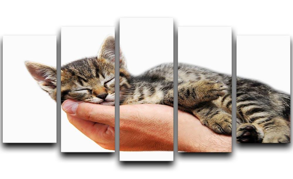 Little baby cat sleeping in male arms 5 Split Panel Canvas - Canvas Art Rocks - 1