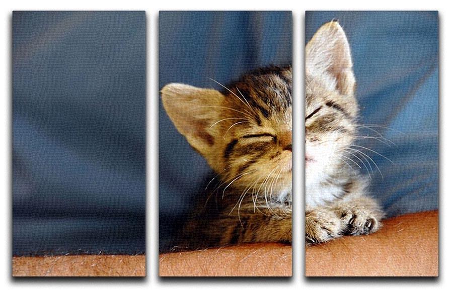Little cat sleeping on human hand closeup 3 Split Panel Canvas Print - Canvas Art Rocks - 1