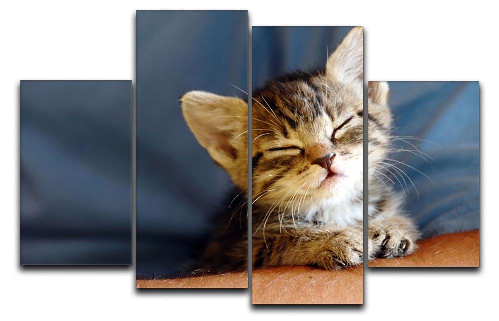 Little cat sleeping on human hand closeup 4 Split Panel Canvas - Canvas Art Rocks - 1