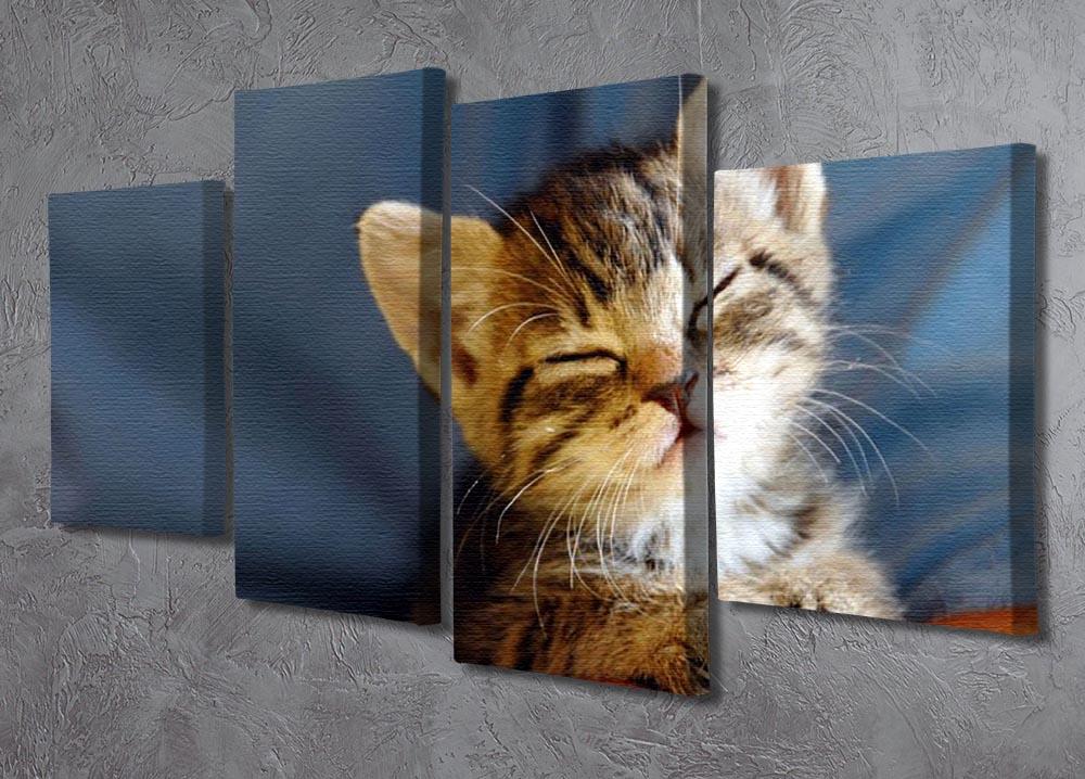 Little cat sleeping on human hand closeup 4 Split Panel Canvas - Canvas Art Rocks - 2