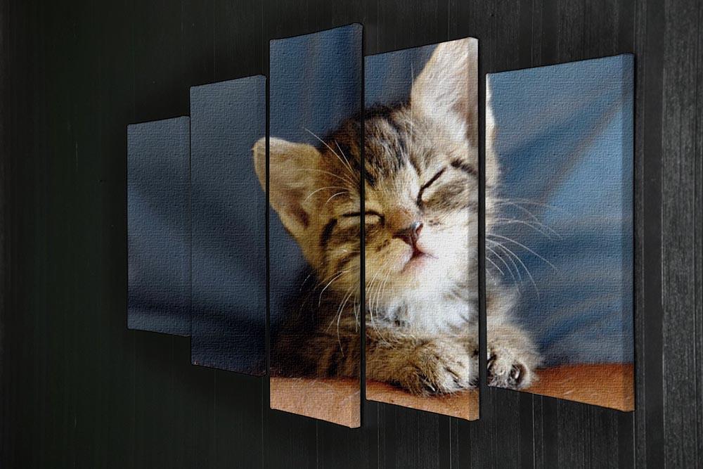 Little cat sleeping on human hand closeup 5 Split Panel Canvas - Canvas Art Rocks - 2