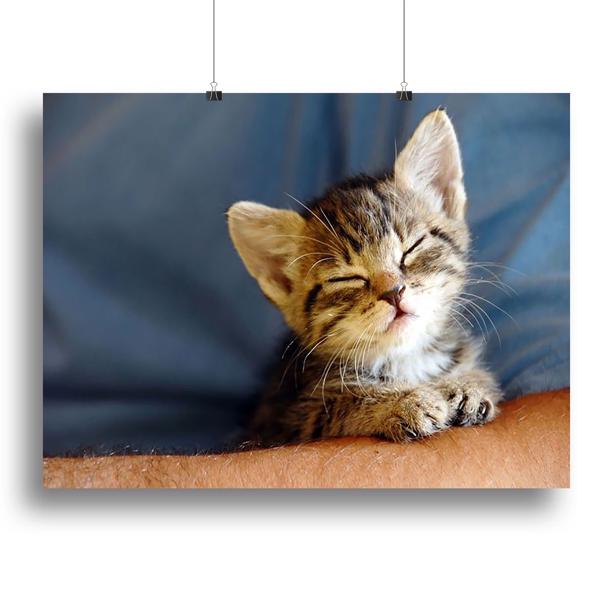 Little cat sleeping on human hand closeup Canvas Print or Poster