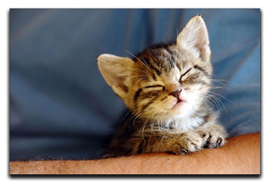 Little cat sleeping on human hand closeup Canvas Print or Poster - Canvas Art Rocks - 1