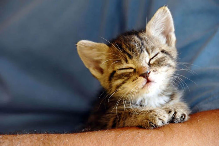 Little cat sleeping on human hand closeup Wall Mural Wallpaper