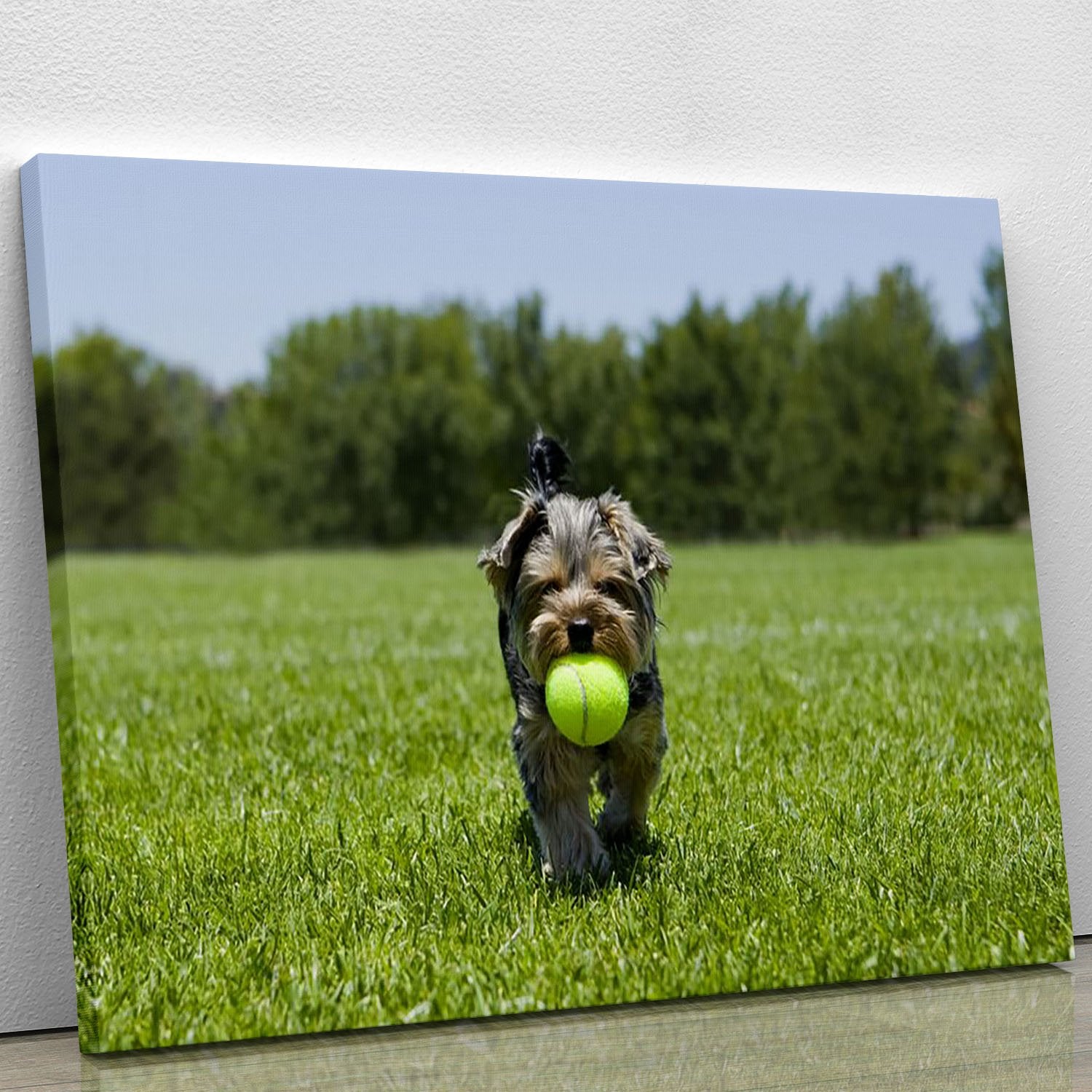 Little puppy running with a ball Canvas Print or Poster
