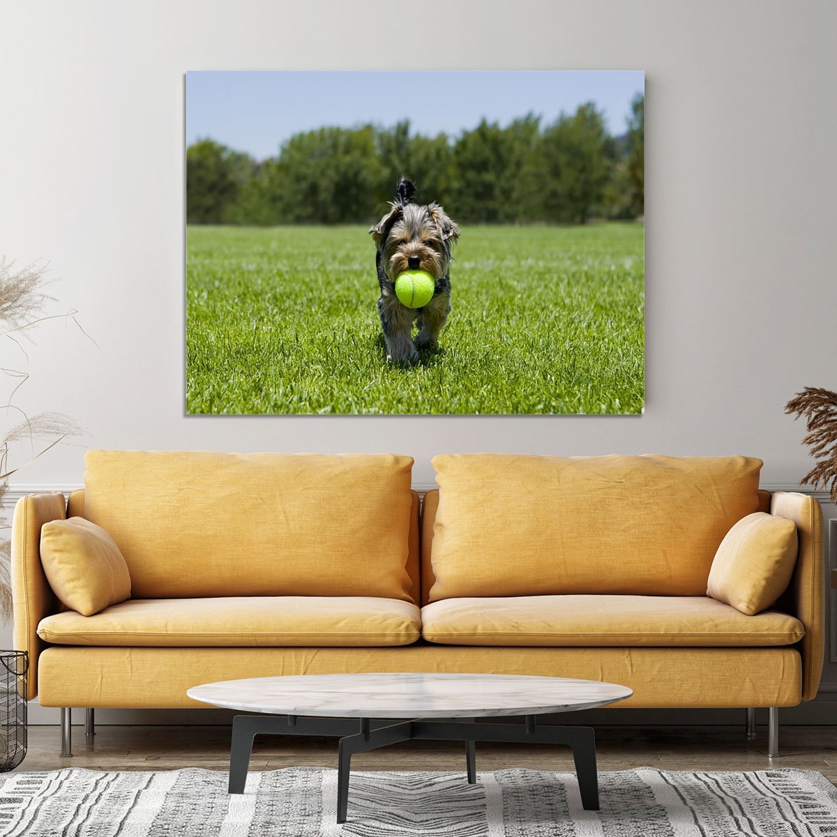 Little puppy running with a ball Canvas Print or Poster