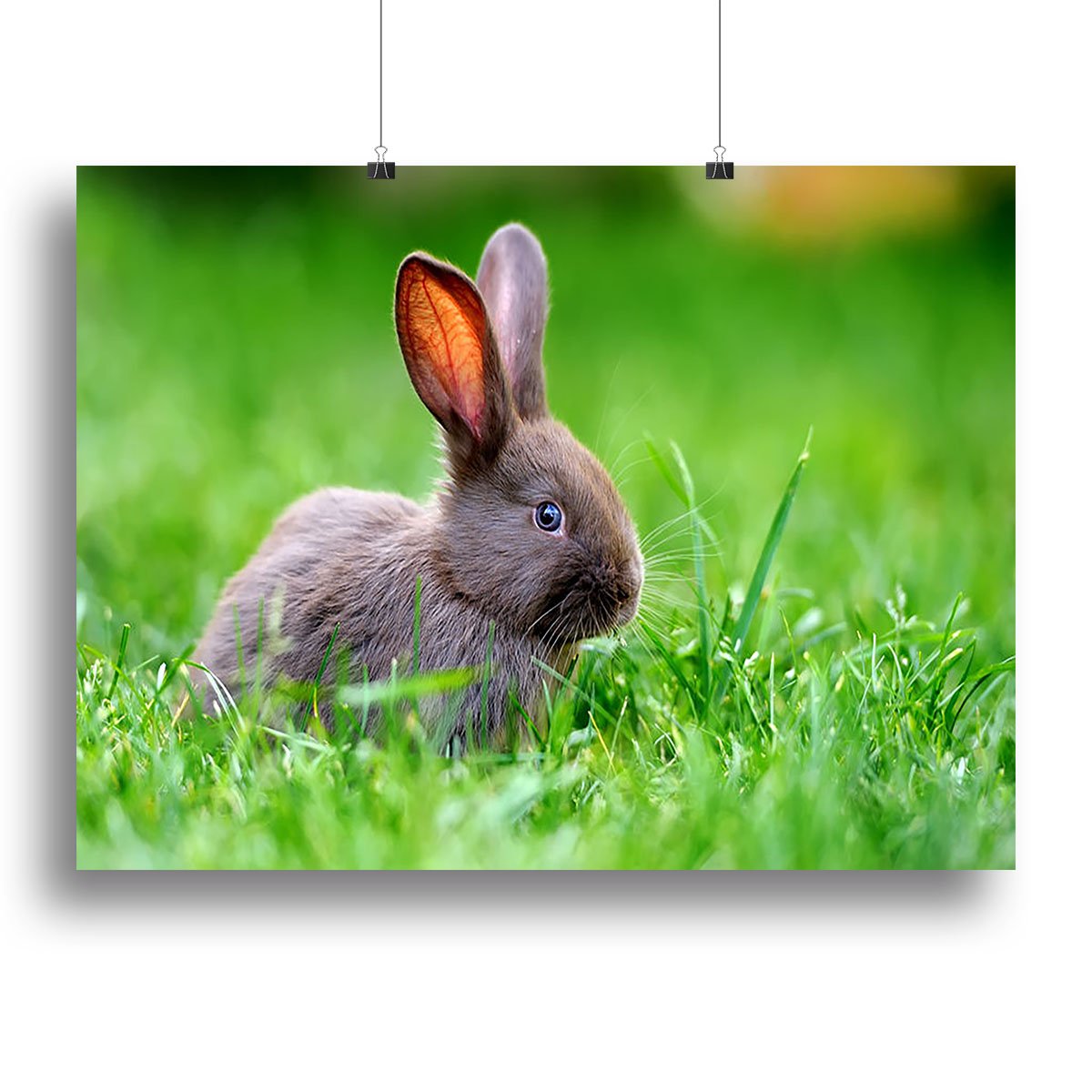 Little rabbit on green grass Canvas Print or Poster